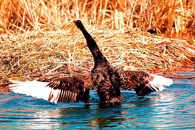 育碧联合合作伙伴亮相2025 ChinaJoy：多维度试玩体验即将开启